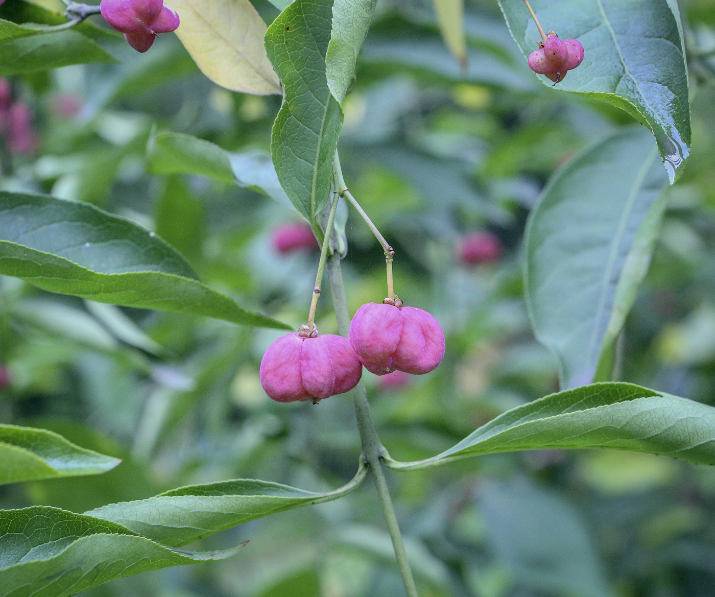 Image of genus Euonymus specimen.
