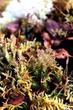 Cladonia crispata