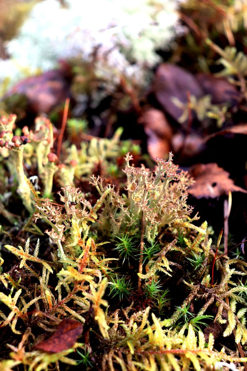 Изображение особи Cladonia crispata.