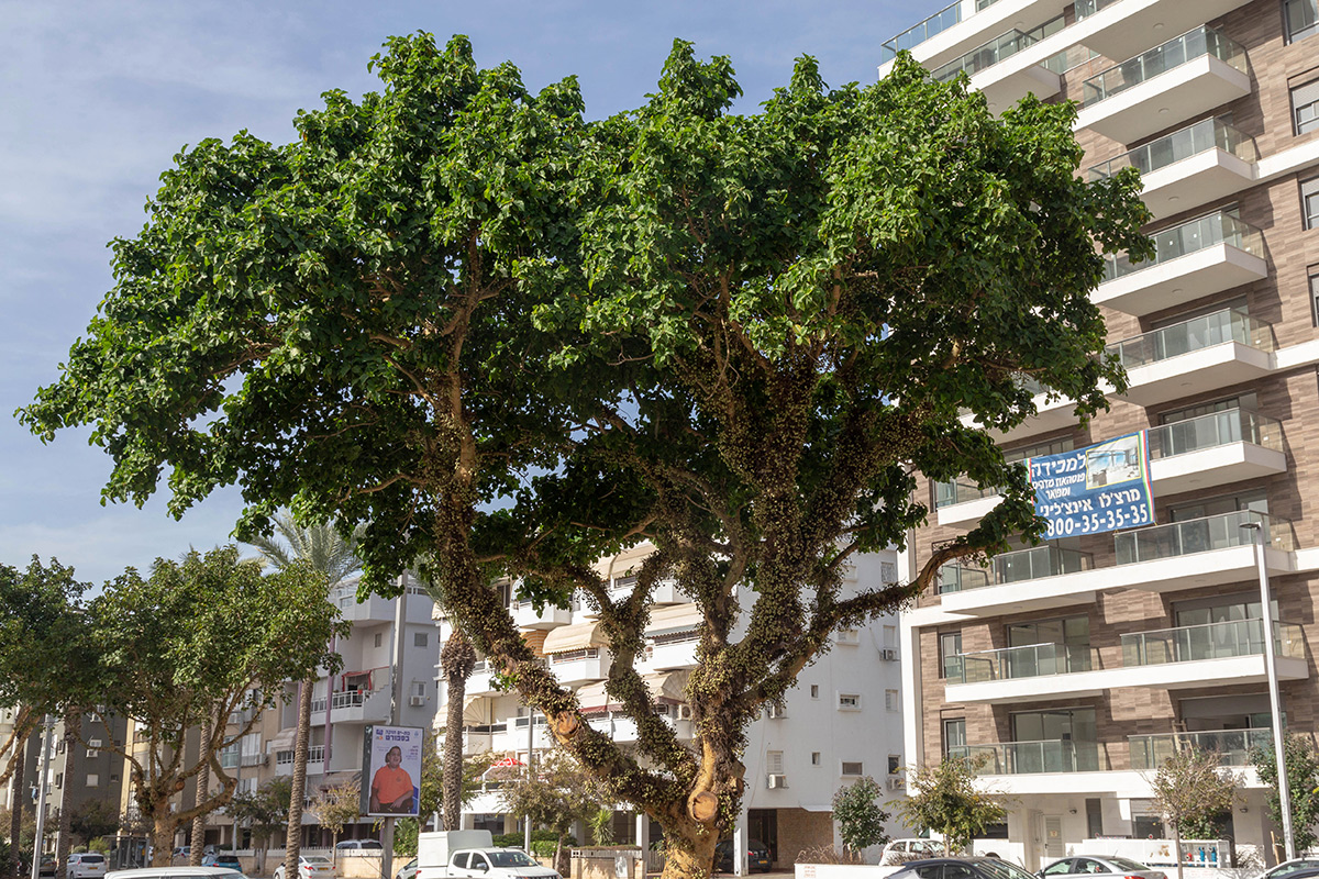 Image of Ficus sycomorus specimen.