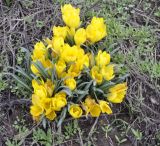 Sternbergia lutea