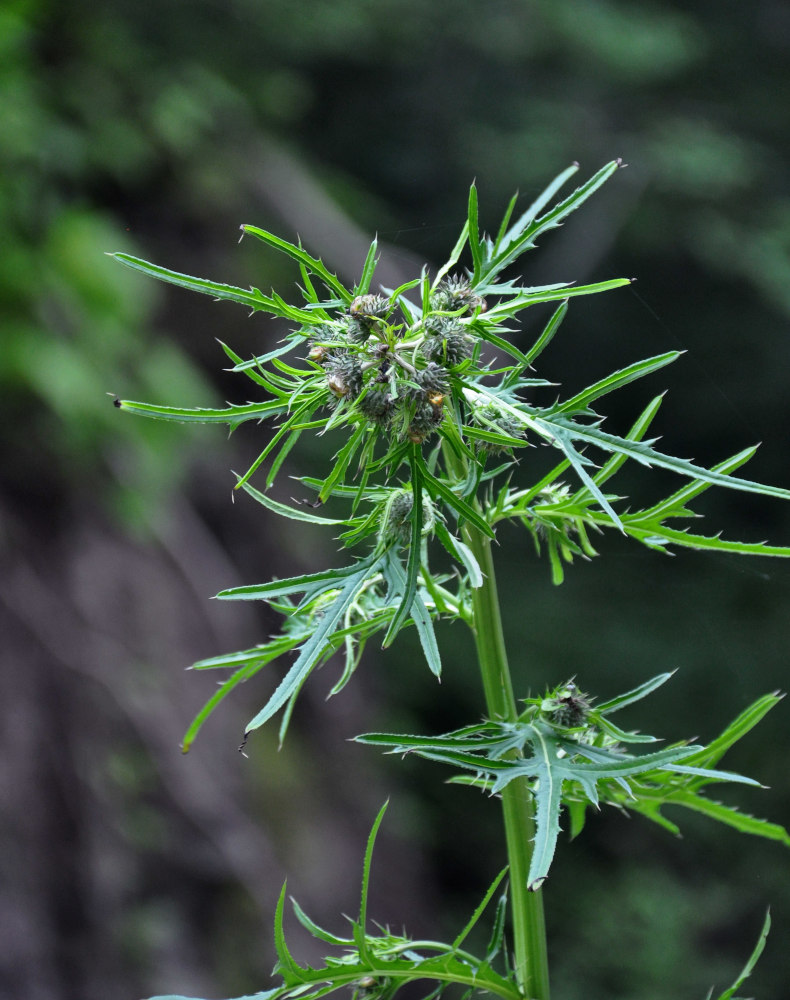 Изображение особи Cirsium pendulum.