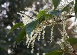 Reynoutria japonica. Верхушка веточки с соцветиями. Санкт-Петербург, Курортный р-н, г. Сестрорецк, придомовая территория. 27.09.2020.