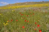 Papaver laevigatum