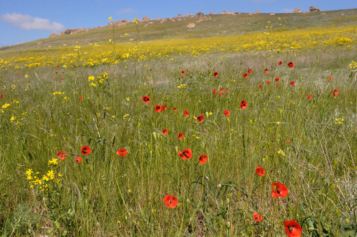 Image of Papaver laevigatum specimen.