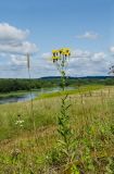 Hieracium umbellatum. Цветущее и бутонизирующее растение. Кировская обл., Афанасьевский р-н, Ичетовкинское сельское поселение, окр. дер. Порубово, долина р. Кама, разнотравно-злаковый луг. 25 июля 2021 г.