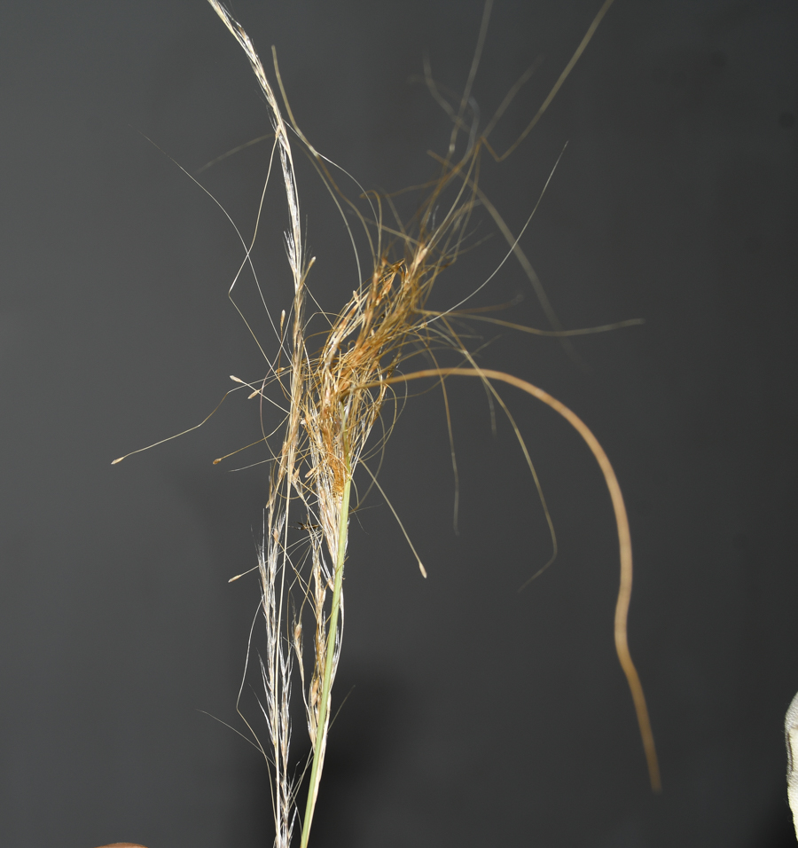 Image of Nassella tenuissima specimen.