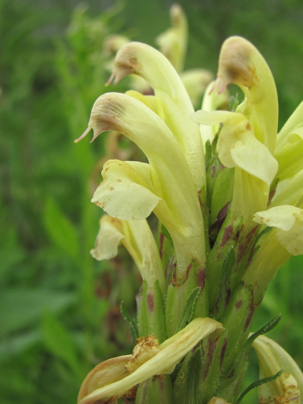 Изображение особи Pedicularis kaufmannii.