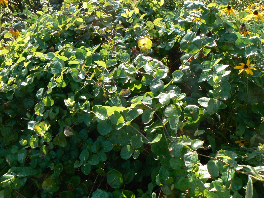 Изображение особи Lonicera caprifolium.
