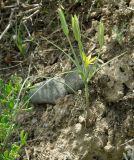 Gagea reticulata. Цветущее и плодоносящее растение. Азербайджан, Таузский р-н, овраги в долине р. Таузчай. 17.04.2010.