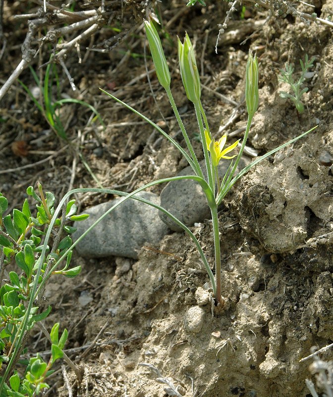 Изображение особи Gagea reticulata.