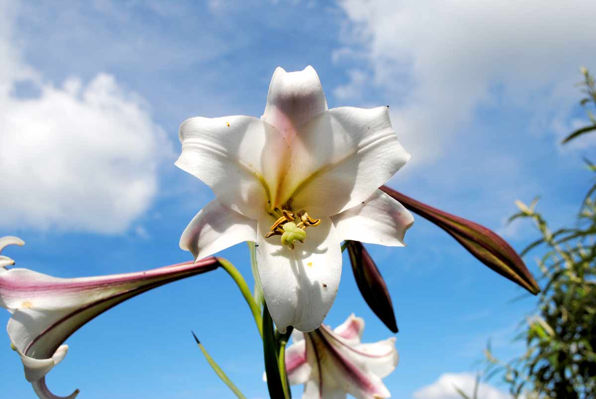 Изображение особи Lilium formosanum.