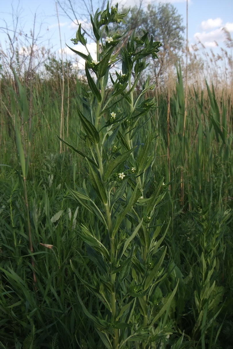 Image of Lithospermum officinale specimen.