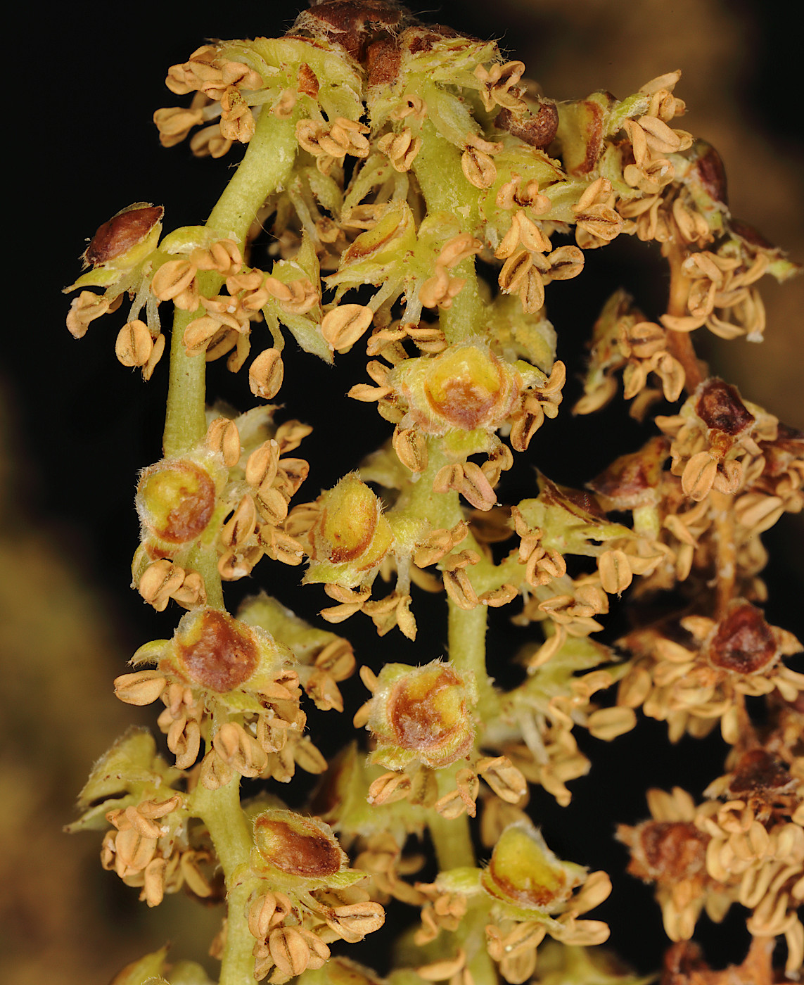 Image of Betula albosinensis specimen.