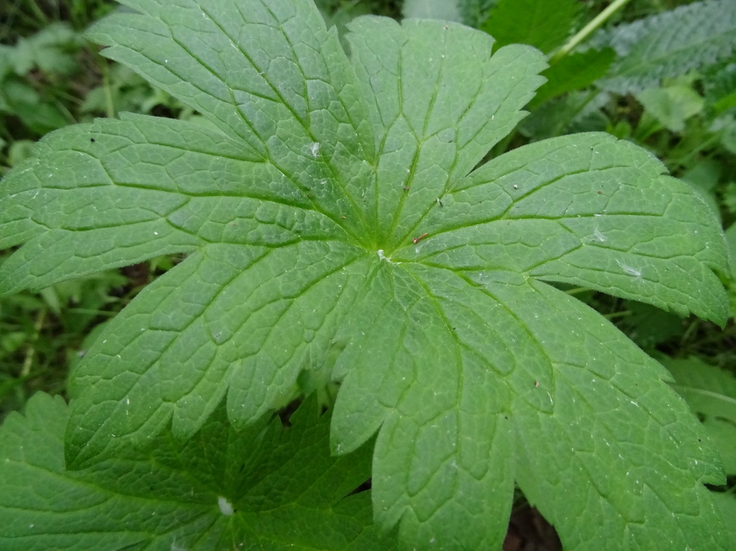 Изображение особи Geranium sylvaticum.