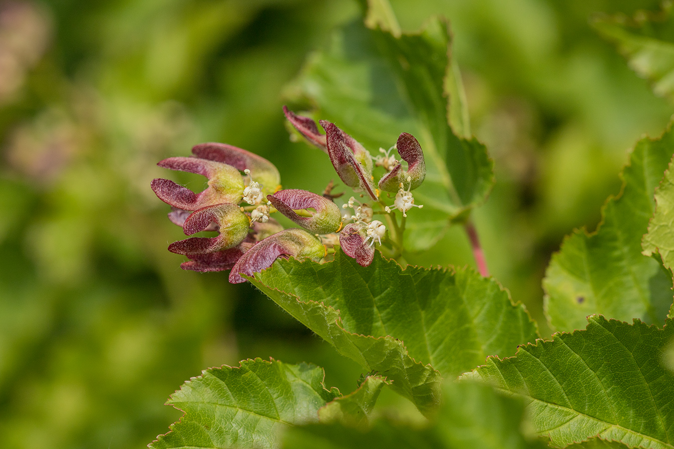 Image of Acer tataricum specimen.