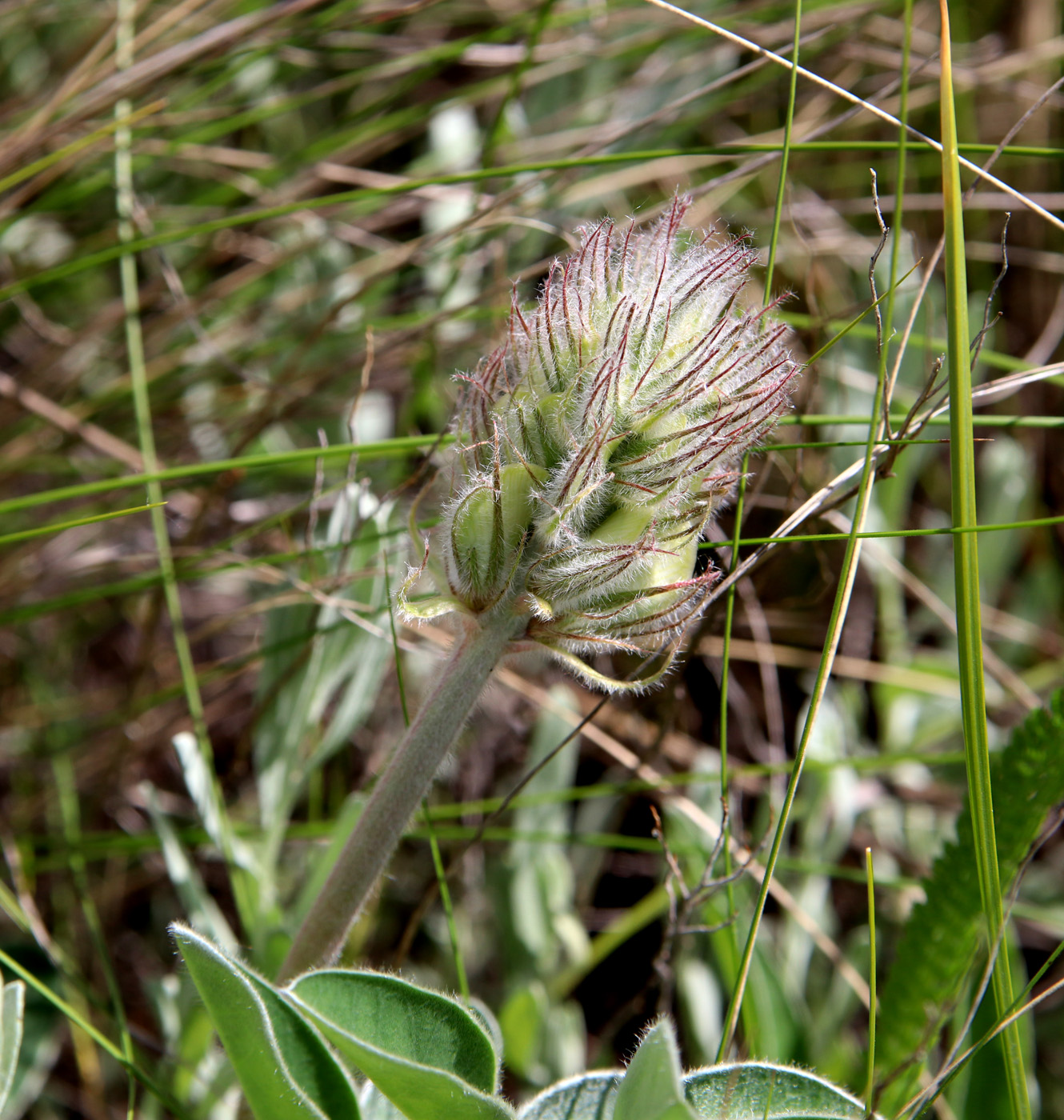 Изображение особи Hedysarum grandiflorum.