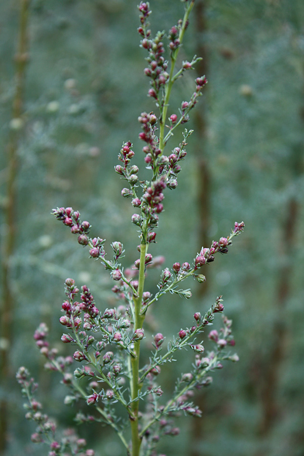 Изображение особи Myricaria bracteata.