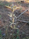 Phlomis fruticosa