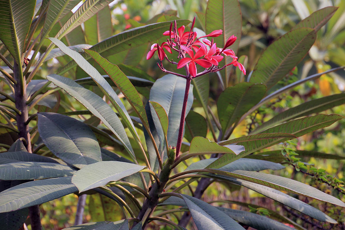 Изображение особи Plumeria rubra.