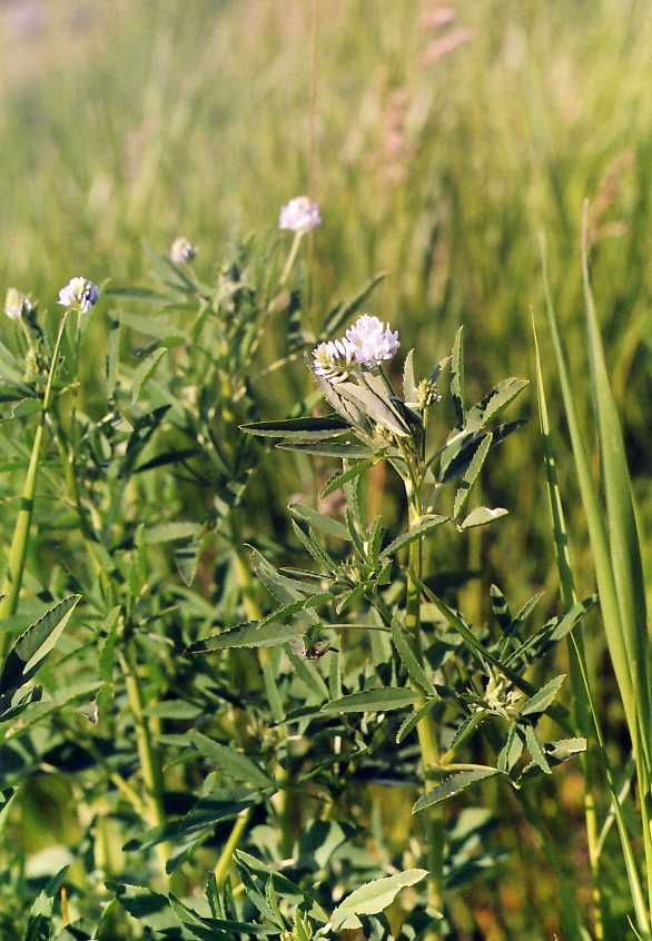 Изображение особи Trigonella caerulea.