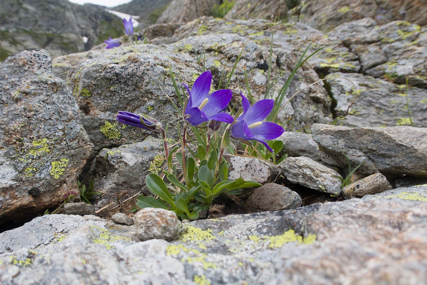 Изображение особи Campanula biebersteiniana.