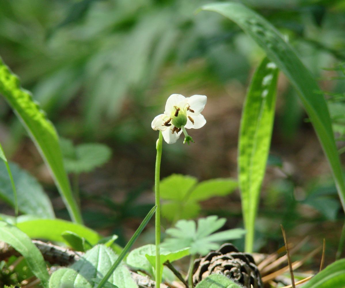 Image of Moneses uniflora specimen.