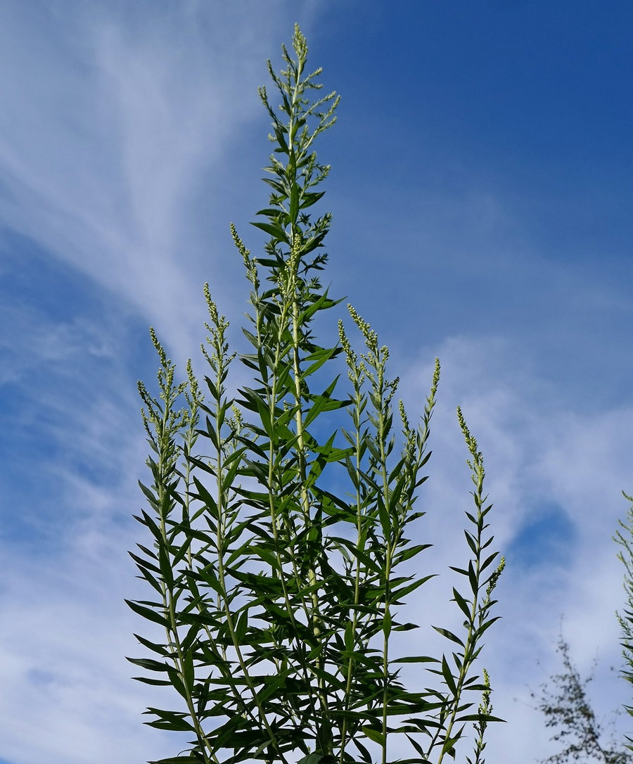 Image of genus Solidago specimen.