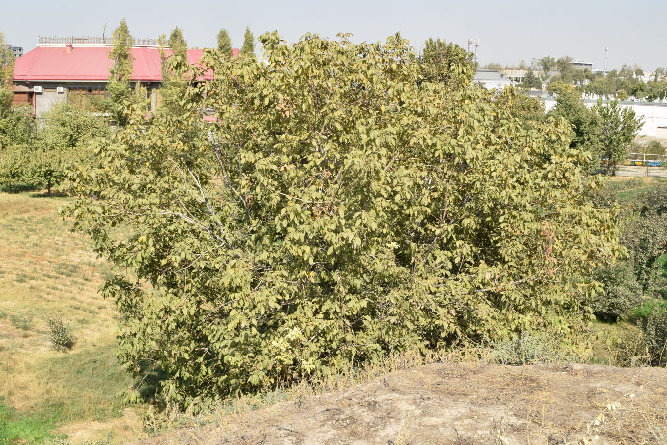 Image of Juglans regia specimen.