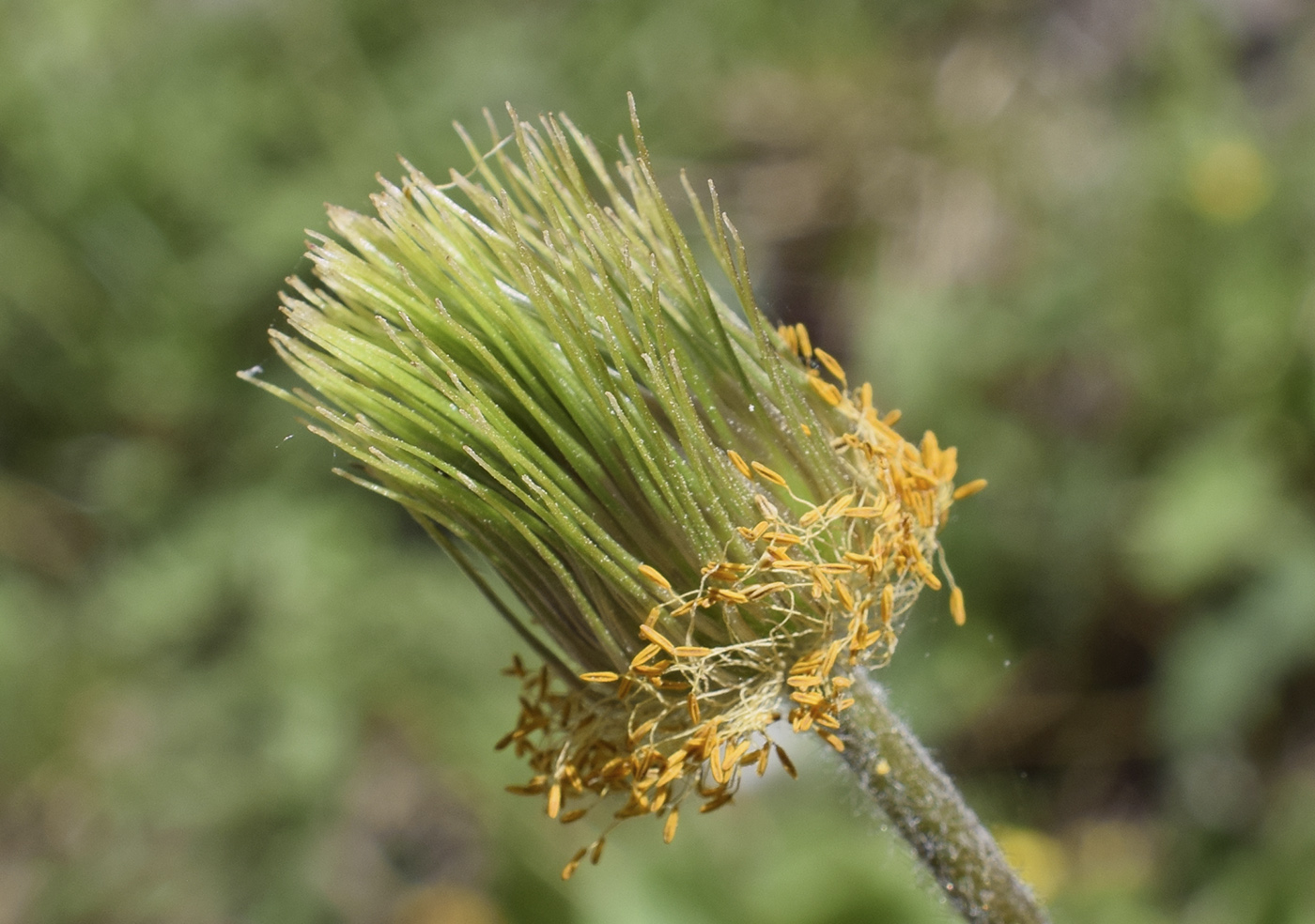 Изображение особи Pulsatilla alpina.