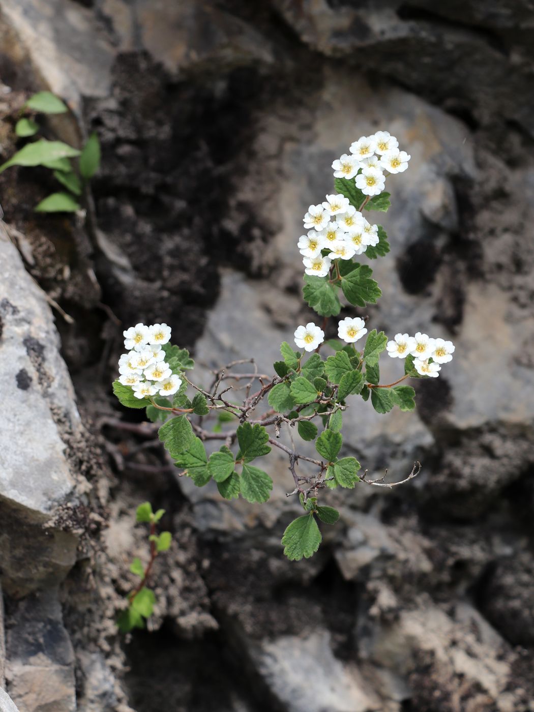 Image of Spiraea pilosa specimen.