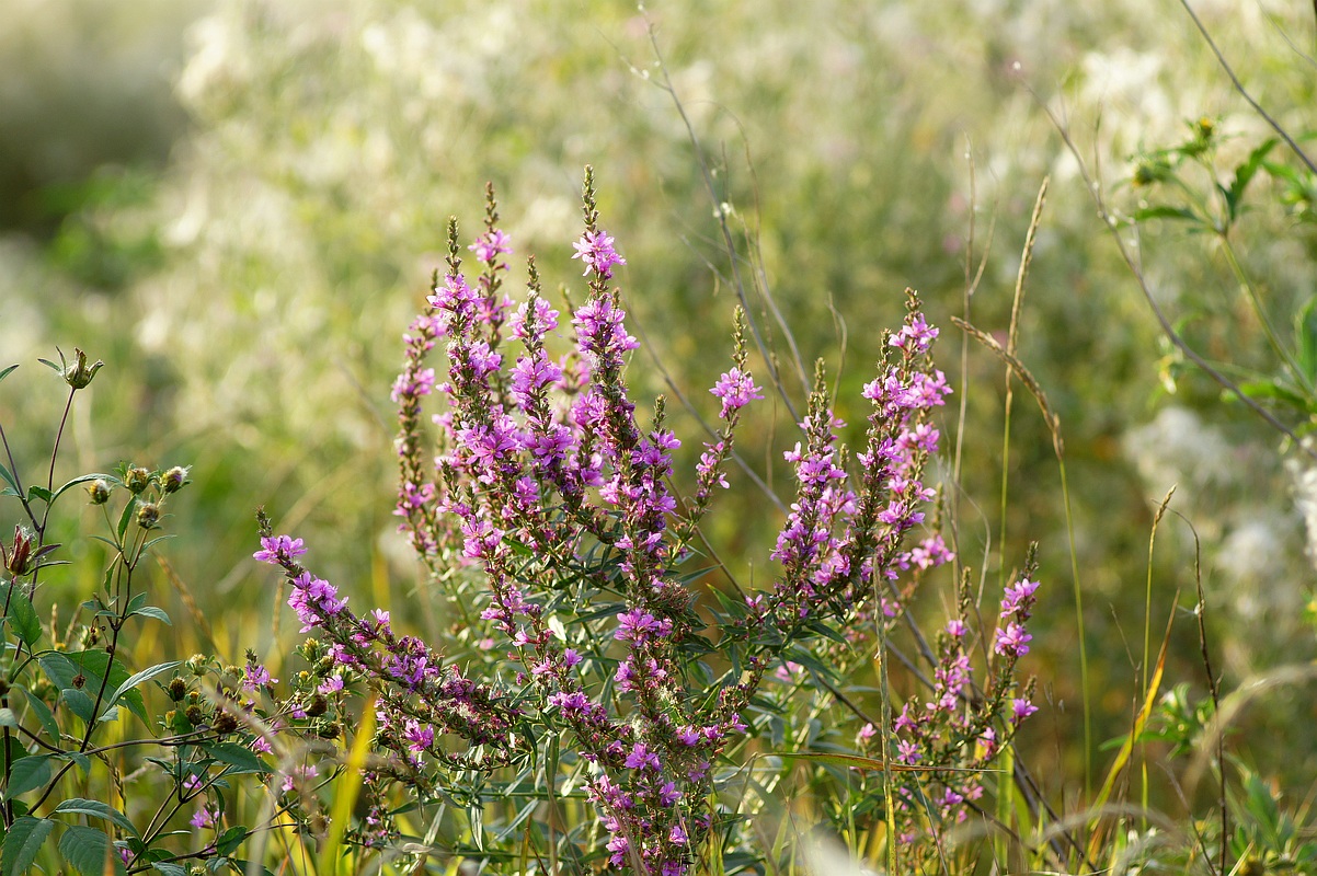 Изображение особи Lythrum salicaria.