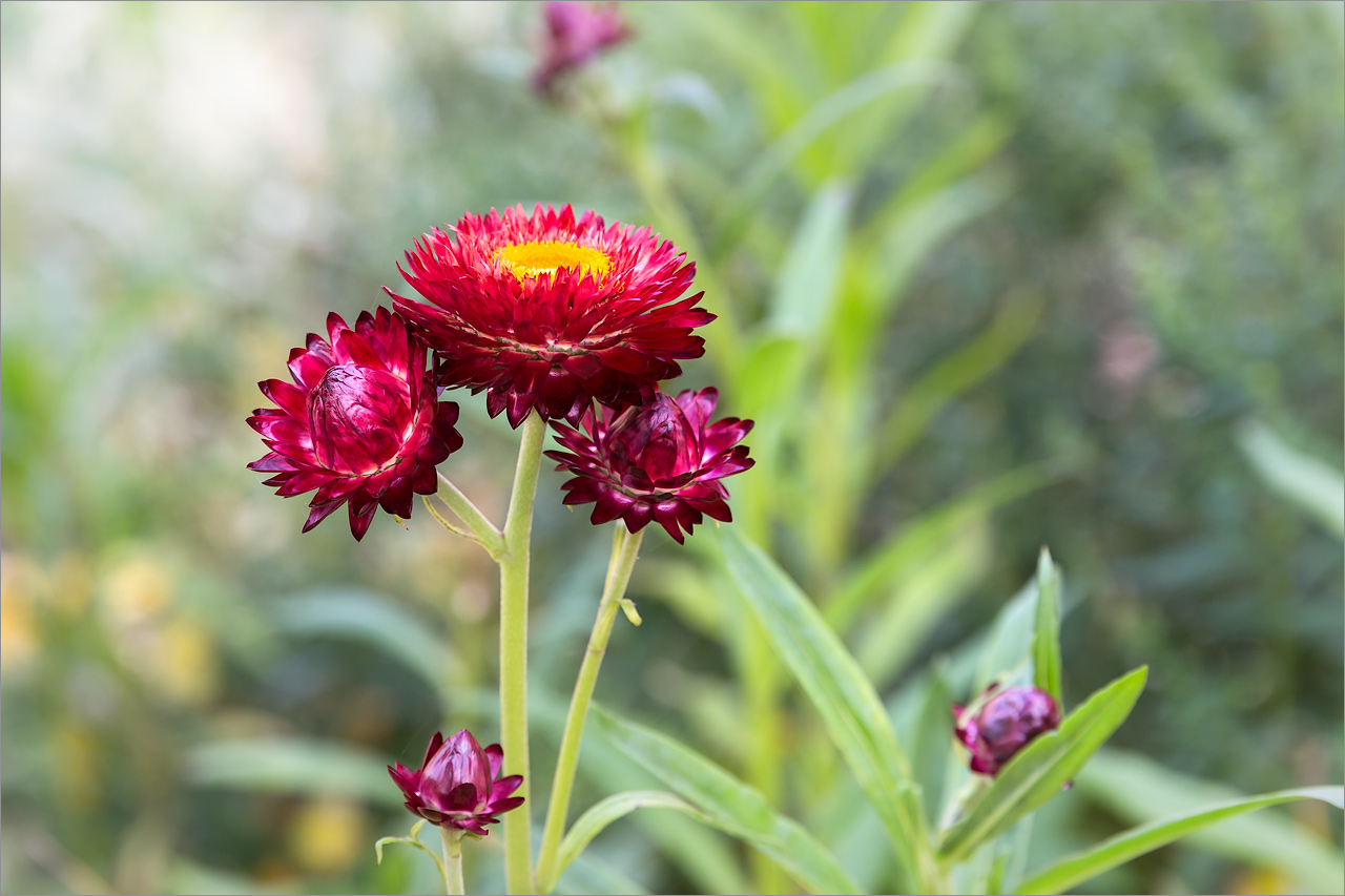 Image of Xerochrysum bracteatum specimen.