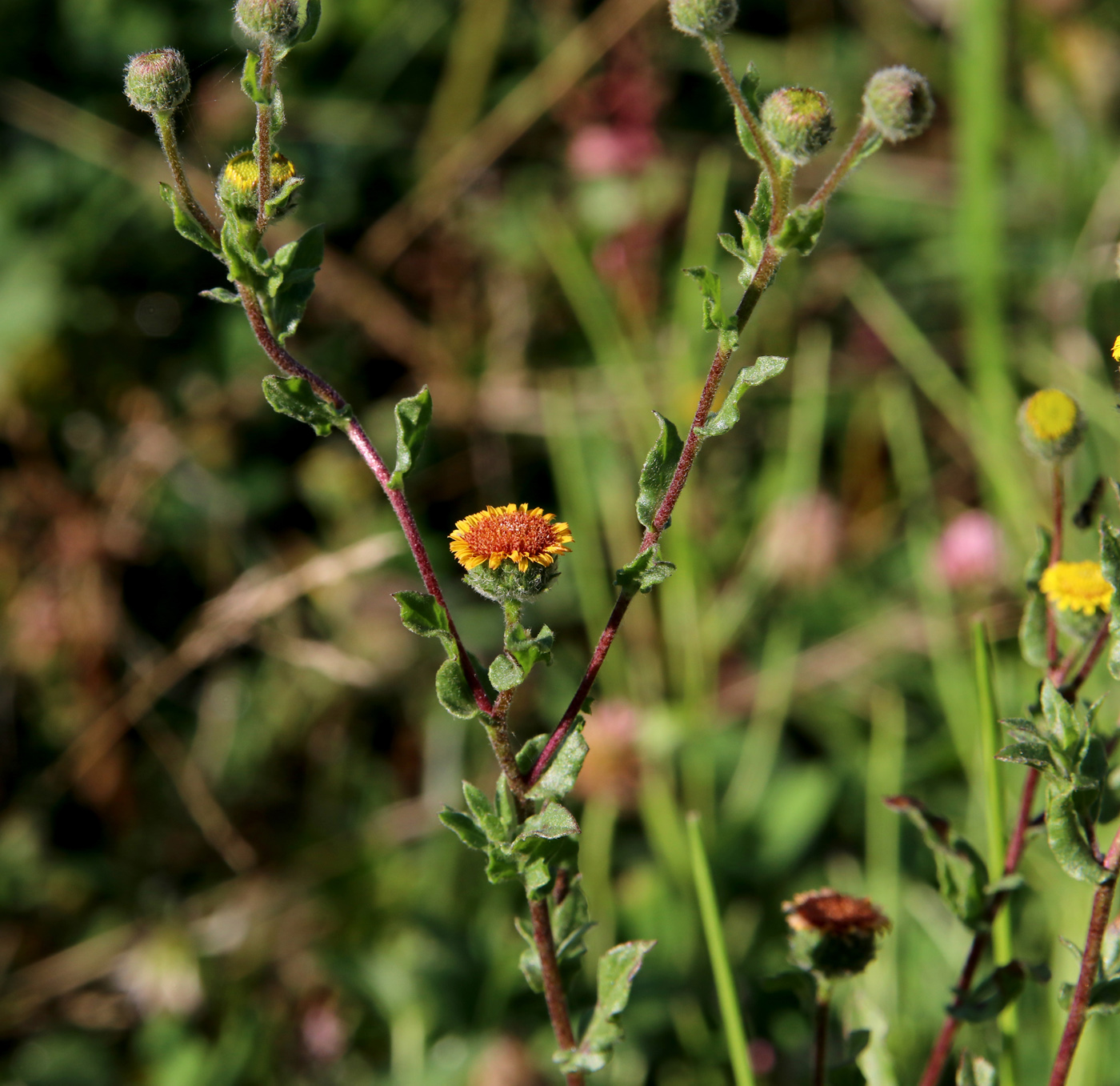 Изображение особи Pulicaria vulgaris.
