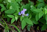 Lathyrus laxiflorus