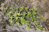 Ranunculus repens