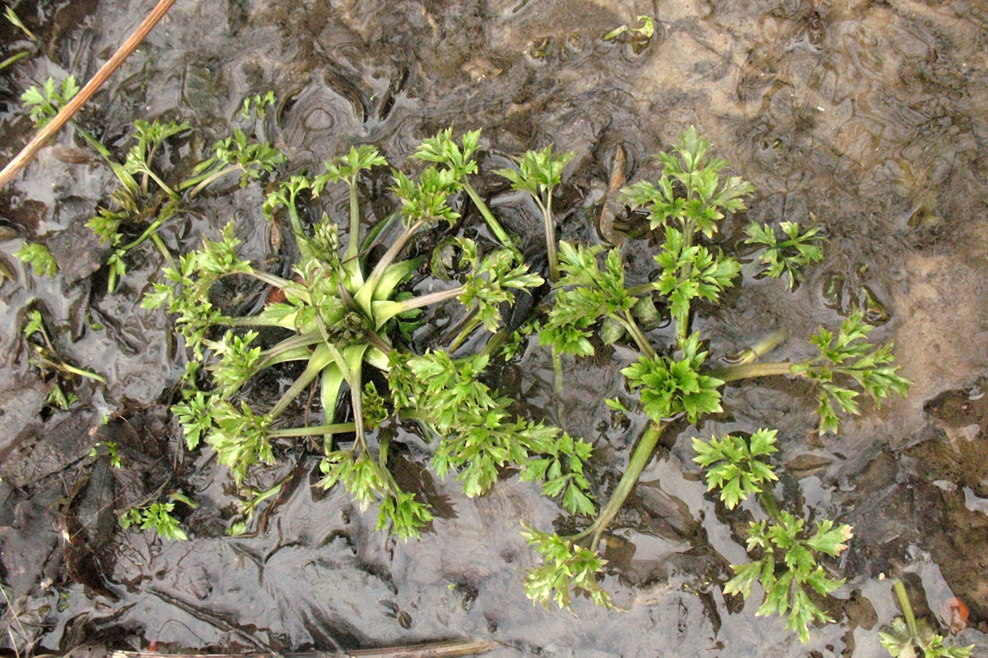 Image of Ranunculus repens specimen.