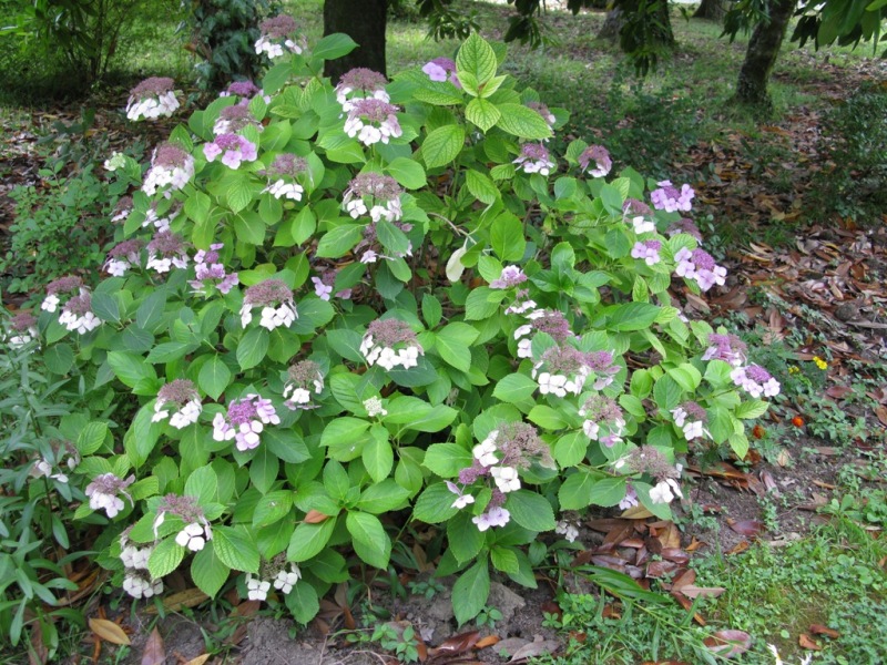 Изображение особи Hydrangea macrophylla.