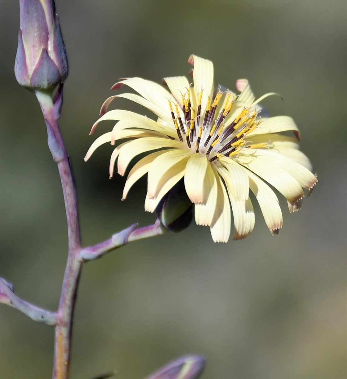 Image of Lactuca tuberosa specimen.