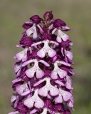 Orchis purpurea ssp. caucasica