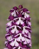 Orchis подвид caucasica