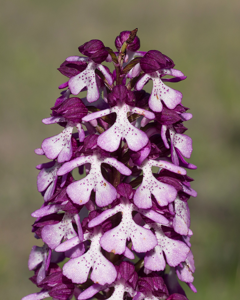 Image of Orchis purpurea ssp. caucasica specimen.