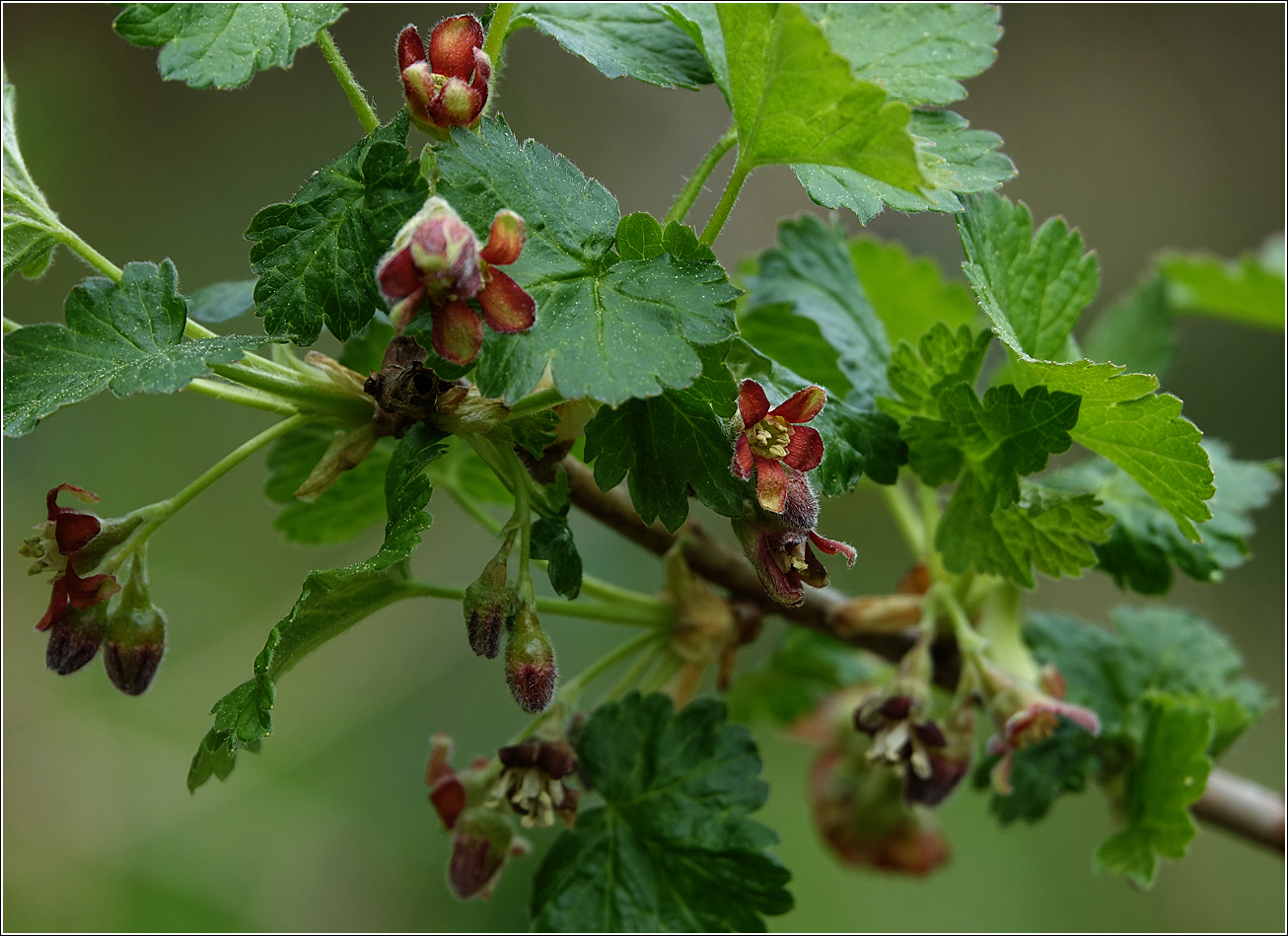 Изображение особи Ribes &times; nidigrolaria.