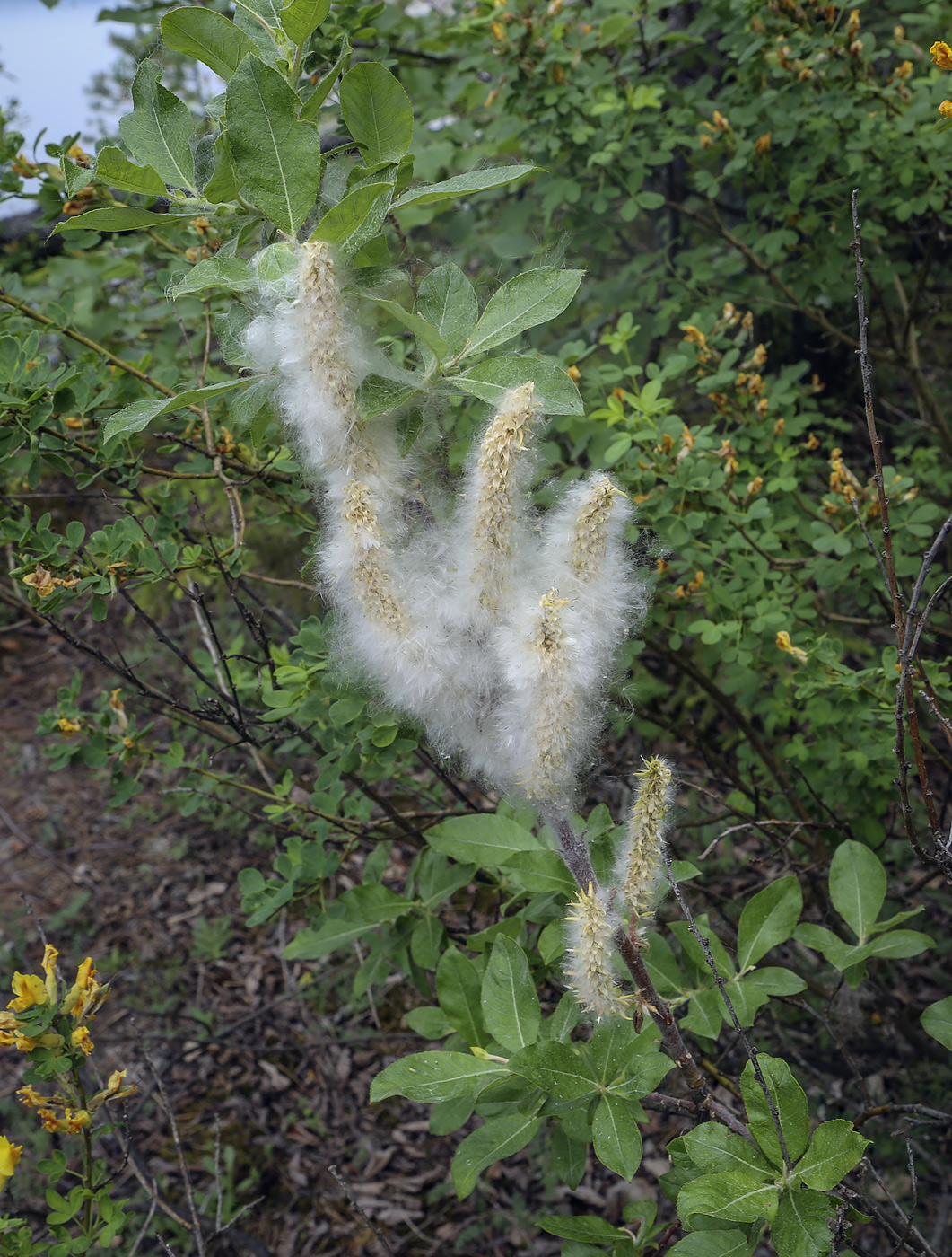 Изображение особи Salix recurvigemmata.