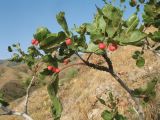 Pistacia vera. Ветви растения с листьями, пораженными галлами. Казахстан, Западный Тянь-Шань, Киргизский хр., ущ. Кара-Арча, ≈ 1080 м н.у.м., глинисто-каменистый склон южной экспозиции. 10 июня 2023 г.