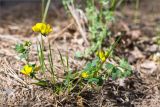 Lotus corniculatus