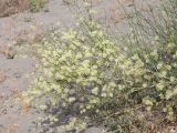 Calligonum litwinowii. Ветвь плодоносящего растения. Узбекистан, Ферганская обл., Язъяванский р-н, Язъяванские пески, частично закреплённые дюны. 16 мая 2023 г.