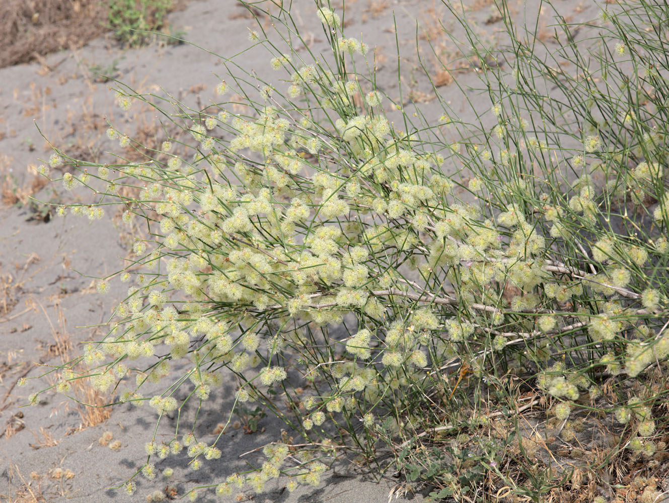 Image of Calligonum litwinowii specimen.