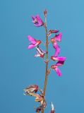 familia Fabaceae. Соцветие. Чили, обл. Valparaiso, провинция Isla de Pascua, восточная часть острова, церемониальный комплекс Tongariki. 12.03.2023.