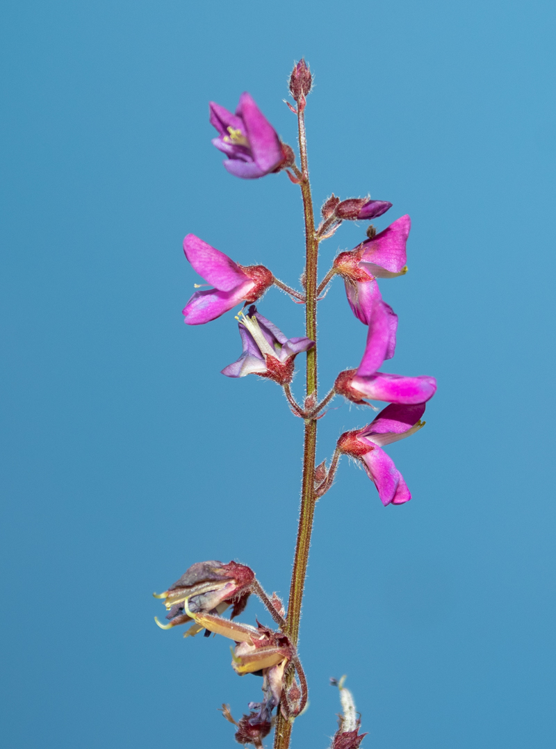 Изображение особи семейство Fabaceae.